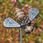 Bee, limited edition